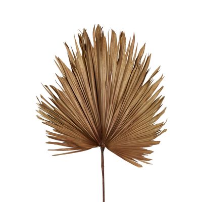 Preserved Palm Leaf Brown Large