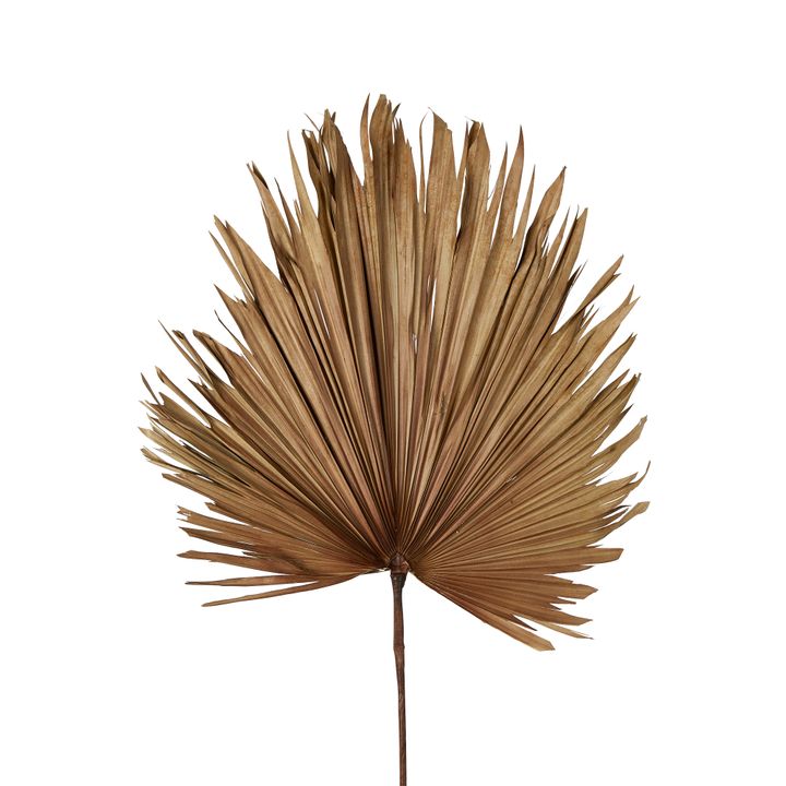 Preserved Palm Leaf Brown Large