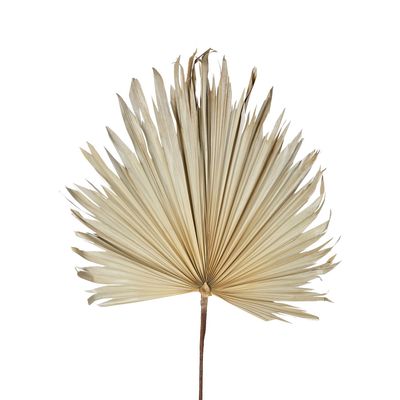 Preserved Palm Leaf Cream Large