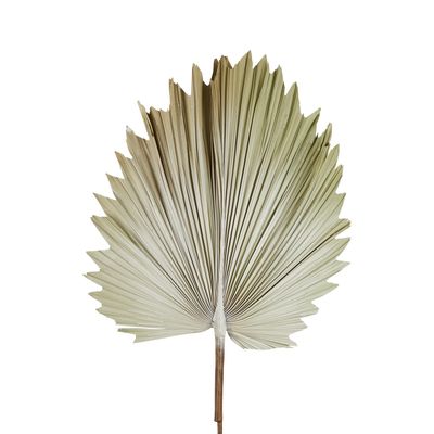 Preserved Palm Leaf Cream Small