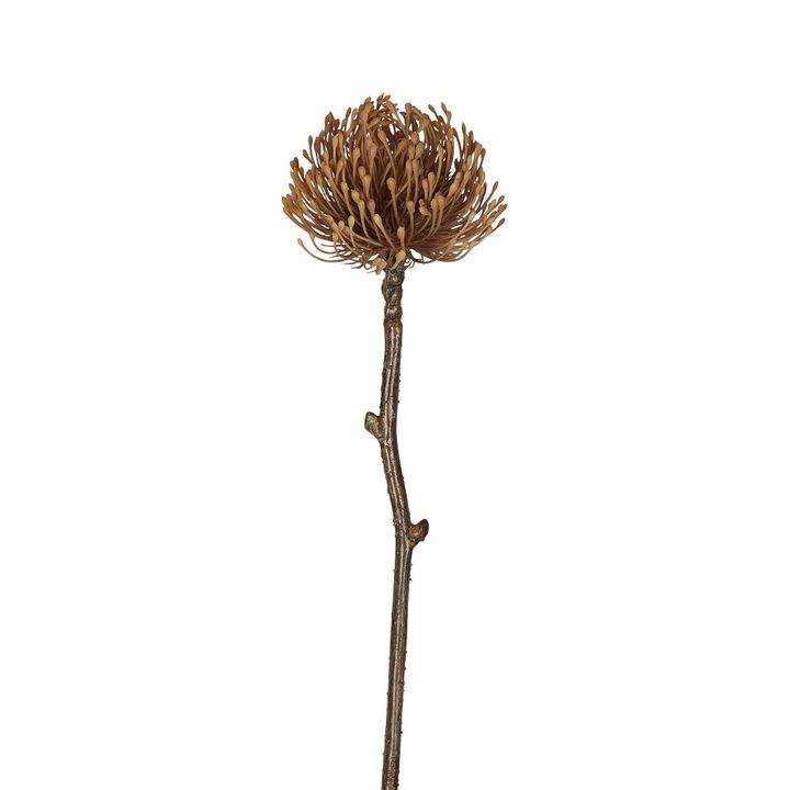 Dried Look Pincushion Stem 61cm Brown