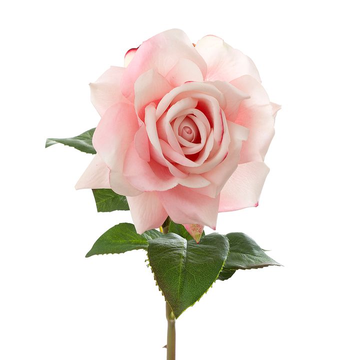 Rose True Touch 50cm Pink