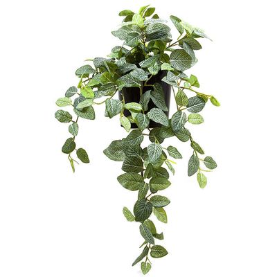 Peperoni Hanging Bush in Pot 40cm