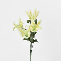 Tiger Lily Bush Asstd Colours Box of 60