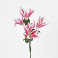 Tiger Lily Bush Asstd Colours Box of 60