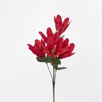 Tiger Lily Bush Asstd Colours Box of 60