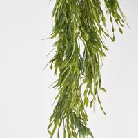 Hanging Amaranthus grass