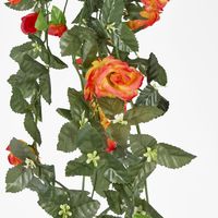 Hanging Rose Bush Orange