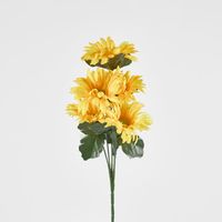 Gerbera Bush Sold in Box Qty Only