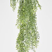 Green Hanging Boxwood