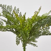 Lace Fern Bush