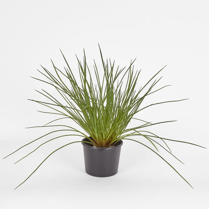 Potted Grenn grass bush 40cm