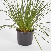 Potted Grenn grass bush 40cm