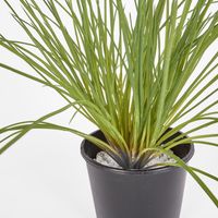 Potted Grenn grass bush 40cm