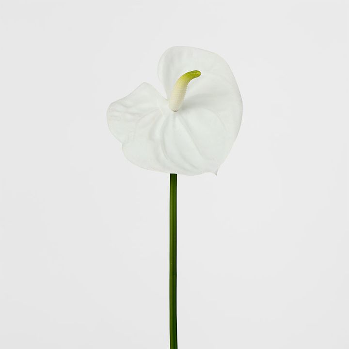 Anthurium Lily Real Touch White
