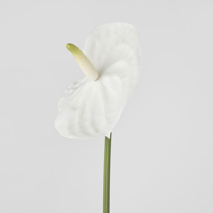 Anthurium Lily Real Touch White