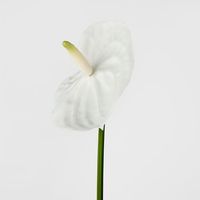 Anthurium Lily Real Touch White