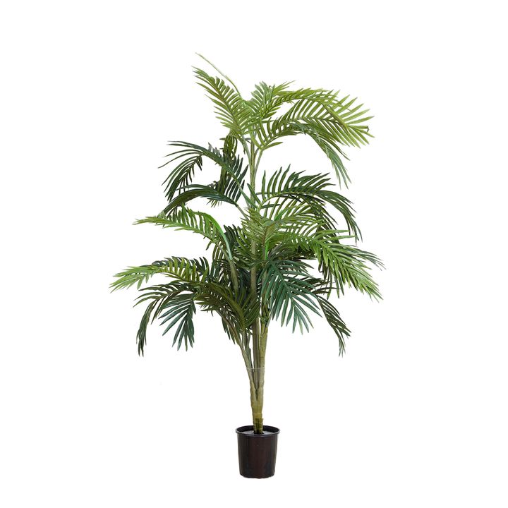 Areca Palm Potted - 1.2m