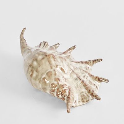 Spider Conch Shell