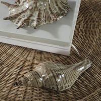 Conch Shell