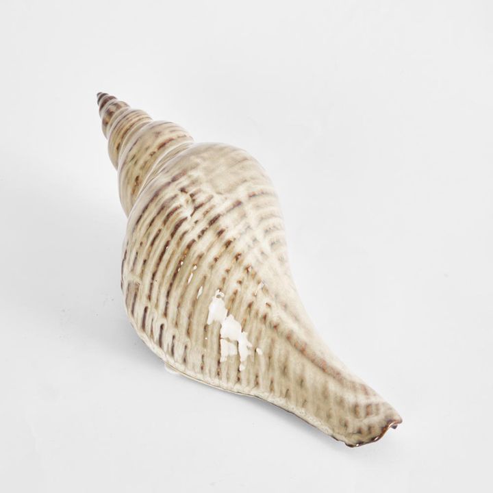 Conch Shell