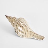 Conch Shell