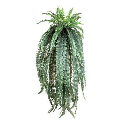 Fern Boston Giant 1.5m