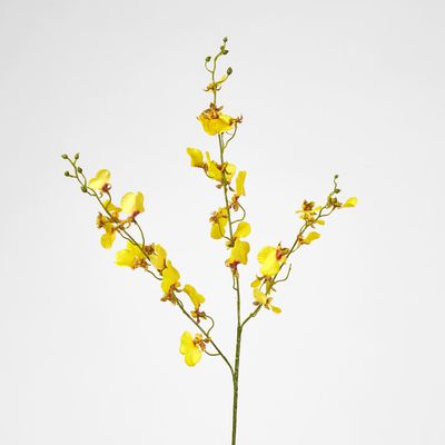 Lilly Dancing Orchid 
98cm Yellow