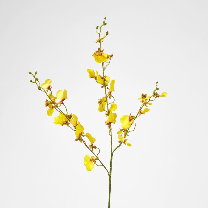 Lilly Dancing Orchid 
98cm Yellow