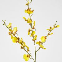 Lilly Dancing Orchid 
98cm Yellow