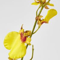 Lilly Dancing Orchid 
98cm Yellow