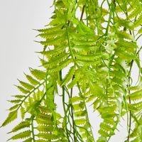 Hanging Fern