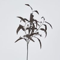 Halloween Willow Eucalyptus Black 72cm