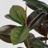 Rubber Tree Real Touch 1.45m