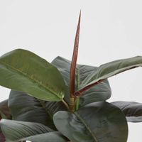 Rubber Tree Real Touch 1.45m