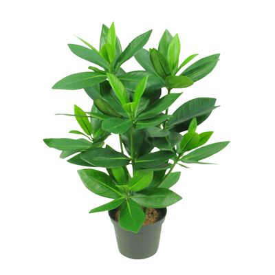 Mini Bay Leaf Potted Plant