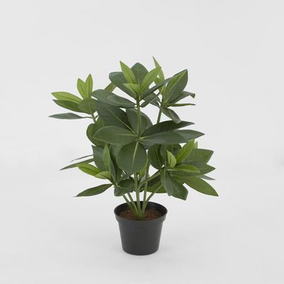 Mini Bay Leaf Potted Plant
