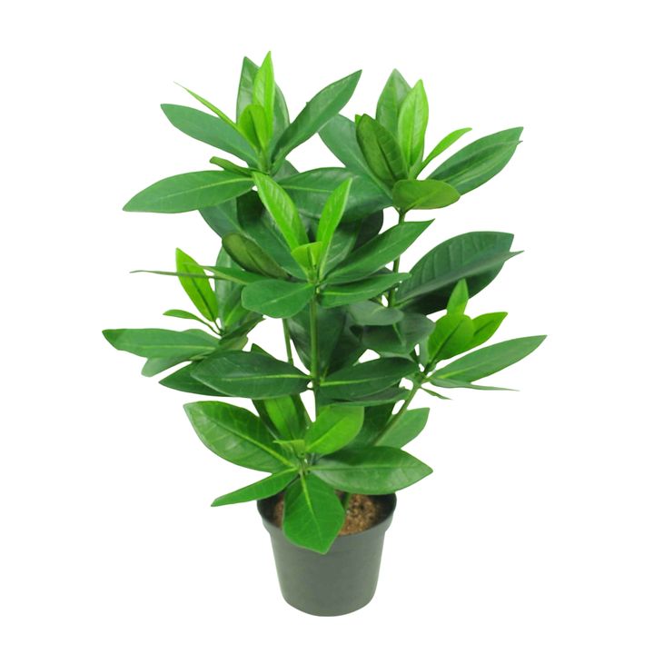 Mini Bay Leaf Potted Plant