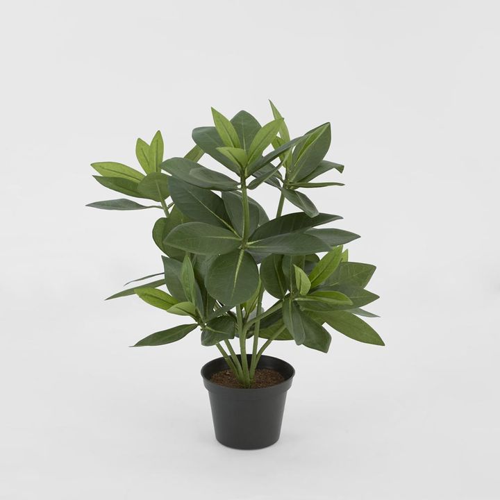 Mini Bay Leaf Potted Plant