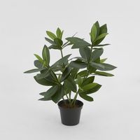 Mini Bay Leaf Potted Plant