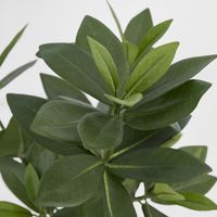 Mini Bay Leaf Potted Plant