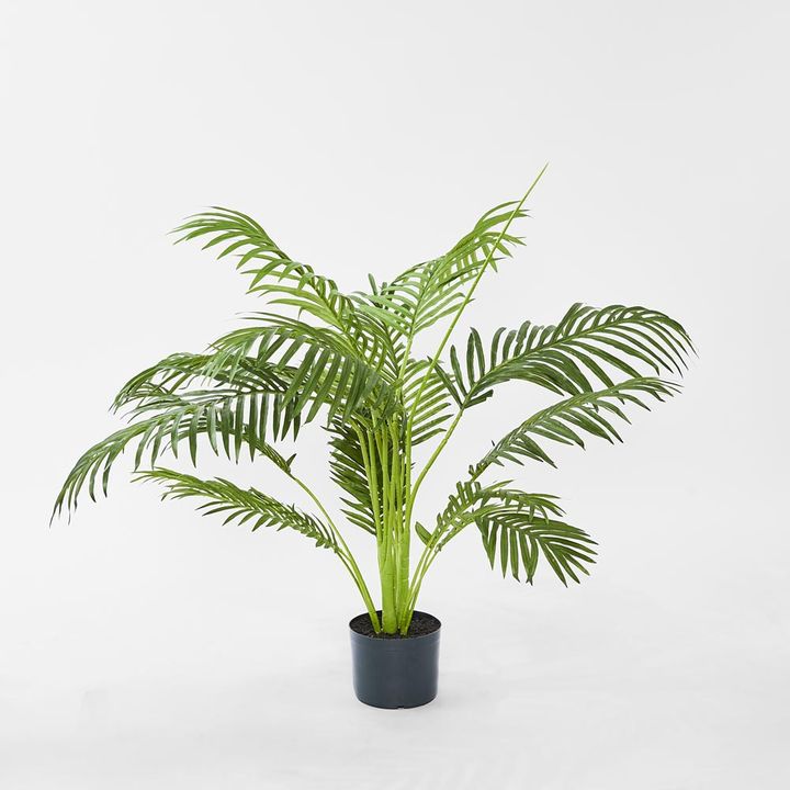 Palm Paradise in Pot 1m