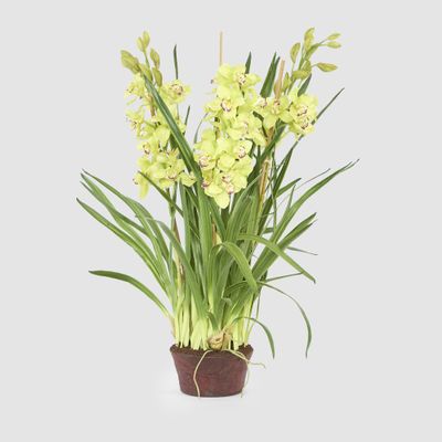 Cymbidium Giant Paper Pot 1.1m Light Green