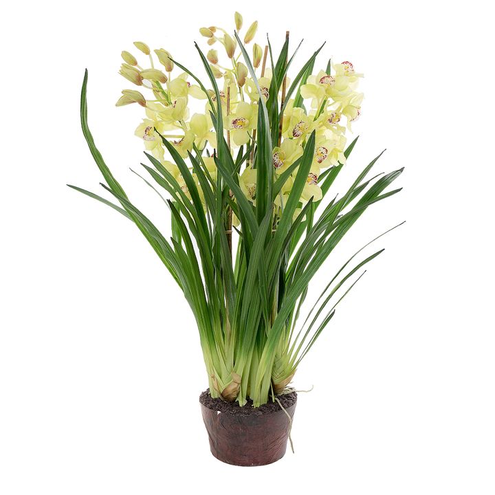 Cymbidium Giant Paper Pot 1.1m Light Green