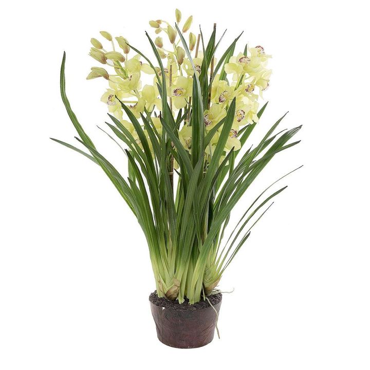 Cymbidium Giant Paper Pot 1.1m Light Green