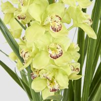 Cymbidium Giant Paper Pot 1.1m Light Green