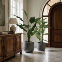 Travellers Palm 1.2m