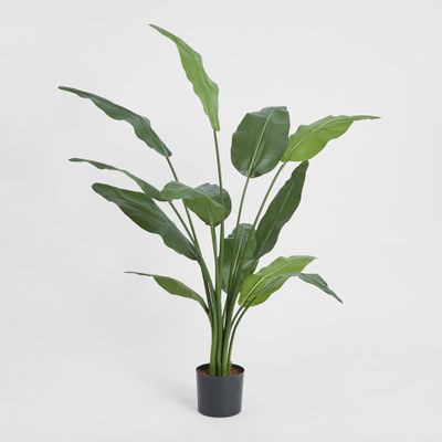 Travellers Palm 1.2m
