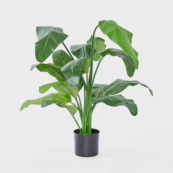 Travellers Palm 1.2m
