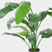 Travellers Palm 1.2m